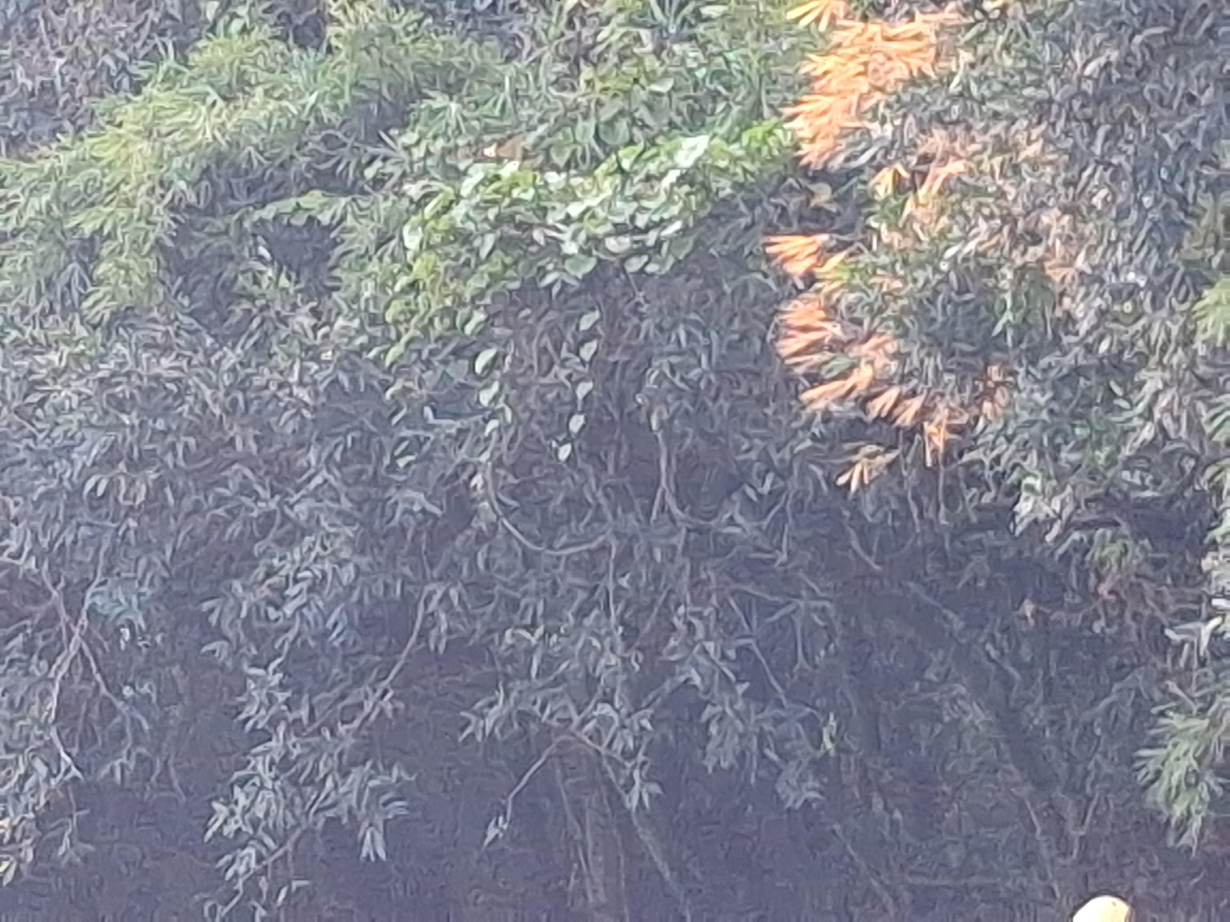 Rivière des Marsouins