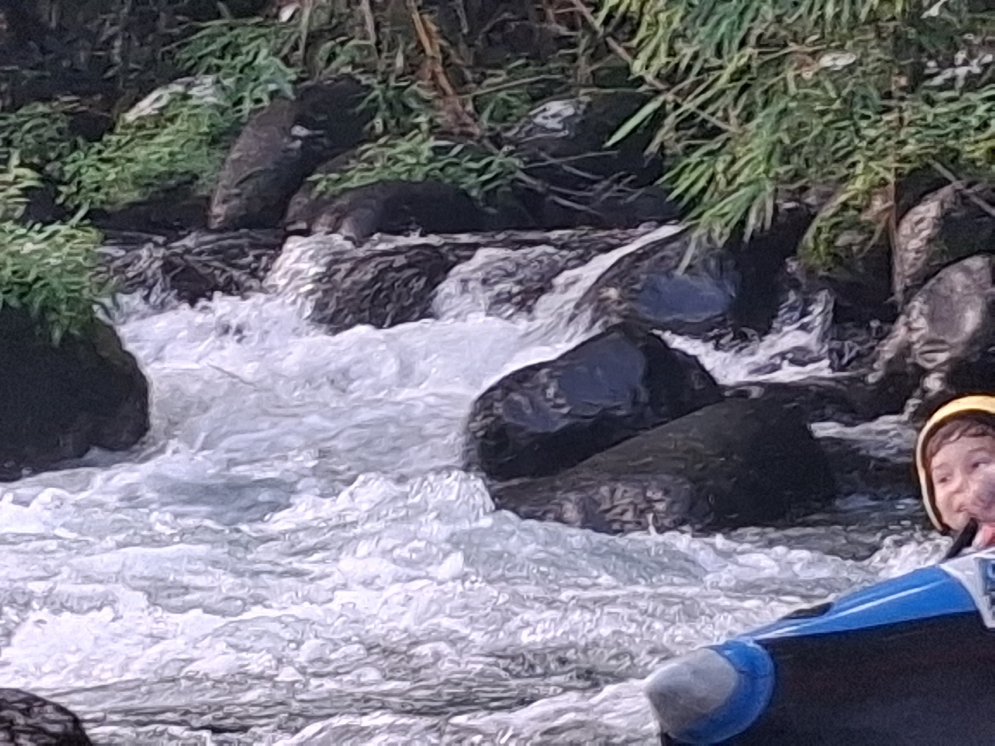 Rivière des Marsouins